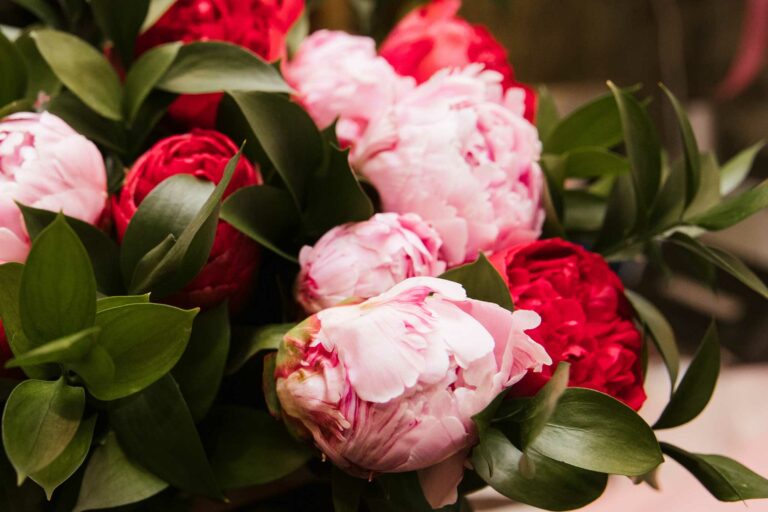 Peony