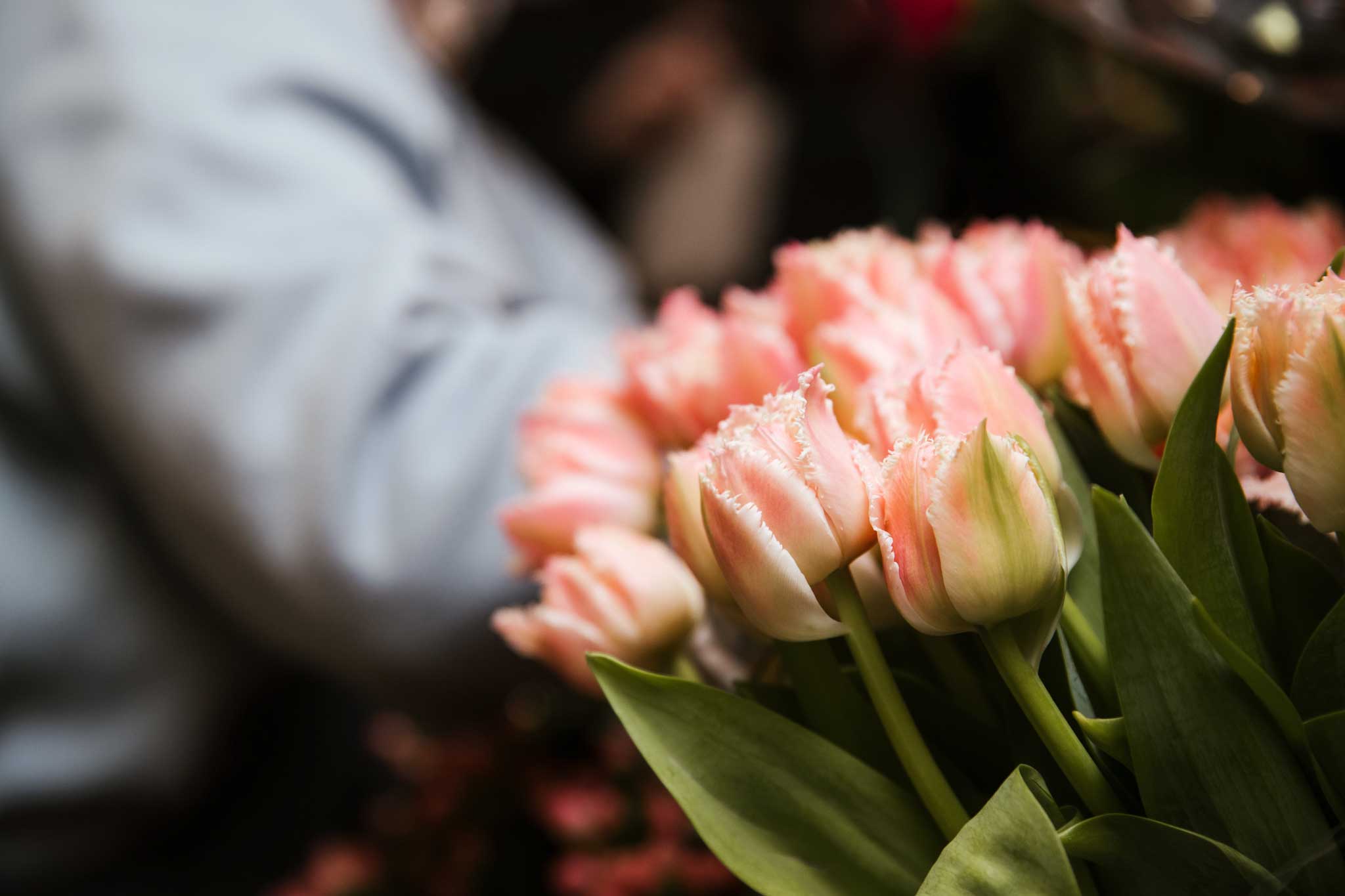 10 Beautiful Fresh Flowers In Season Melbourne August 2025